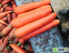 河南开封诚信蔬菜合作社特供优质三红萝卜