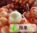 甘肃民勤黄皮洋葱：薛百孙利仁