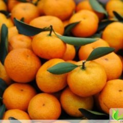 下桥市场代销蜜桔、桔子