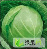 河南新野新绿蔬菜专业合作社：李