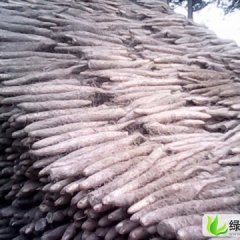 河北清苑麻山药：田蒿村张新军