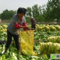 河南鹿邑韩国黄心白菜：鹿邑杨斌