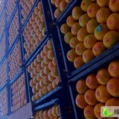 浙江临海柑橘桃渚镇项贤勤