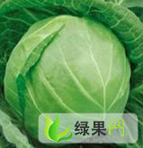 河南新野县城郊乡曹小强：各种甘蓝