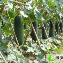 黑皮冬瓜价格优惠 质量保证