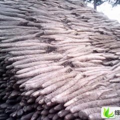 河北清苑麻山药：东吕乡张新军