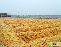 山西应县先玉335玉米大量上市