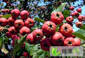 收山东费县境内大五棱山楂量大质优