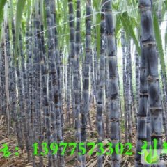 广西博白大灰种：三滩镇刘章