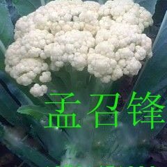 江苏沛县青埂白面松花菜