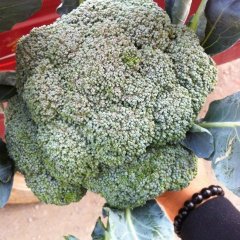 陕西泾阳西兰花：云阳镇郑旋