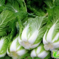 河南淮阳北京新三号：冯塘乡杨锋