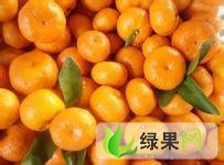 柑橘广西兴安南丰蜜桔、砂糖柑棉橘代办：百里邹先生