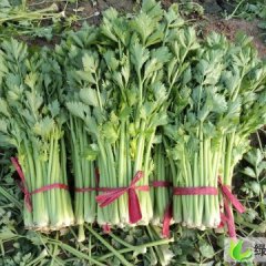 山东德州皇后芹菜：千亩良田-辛生