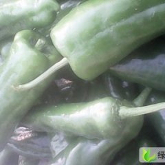 河南北镇乡韩楼村青辣椒