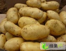 山东汶上马铃薯：苑庄镇王修朋