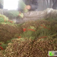 河北乐亭寒中韭：毛庄陈先生