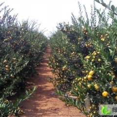 广西富川南丰蜜桔：富阳林乔明