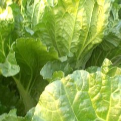 河南省汝州市纸方乡陈古同村北京