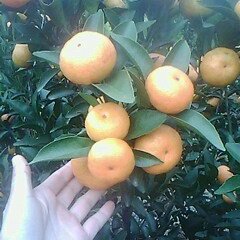 广西全州南丰蜜桔：咸水乡唐新龙