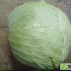 河南通许中甘21甘蓝：孙营乡张军磊