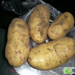 内蒙古牙克石荷兰