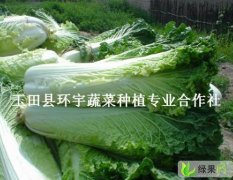 玉田天津绿白菜：天津青60.70大吨位供应