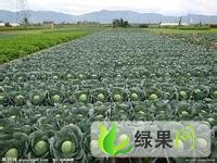 湖北嘉鱼平包、皮球：潘家湾刘邦炎