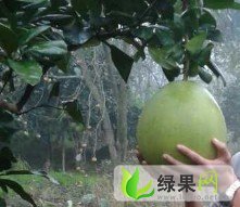 四川蒲江琯溪蜜柚：寿安镇李老板