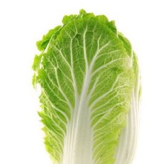 河南新野无公害蔬菜基地白菜大量上市10000吨