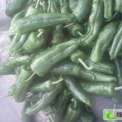 河南夏邑青辣椒：北镇乡彭双印