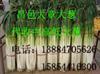 大量供应昌邑优质长白大葱