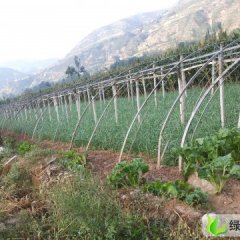 甘肃武山韭菜：漆河村 韭菜漆江英