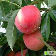 山东蒙阴仓方早生：桃曲镇孙宗华