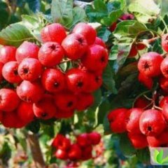 2013山东蒙阴山楂10月30日最新报价