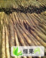 河北饶阳麻山药：王岗村艾功