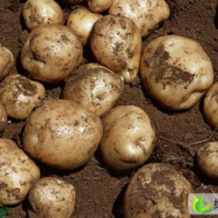 河北围场大量供应克新一号