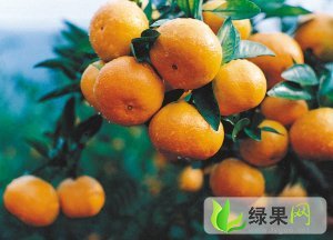 湖北点军蜜桔：土城乡向少春