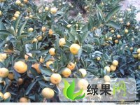 江西南丰蜜桔：江西省胡小军