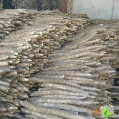 河北任县白玉山药：邢湾镇张春光