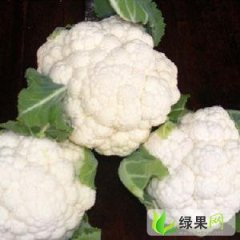 河南博爱雪玉：孝敬镇张联