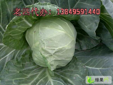 中甘21甘蓝价格