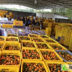 广东四会（英德）沙糖桔代办