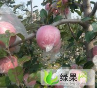雹伤富士苹果价格