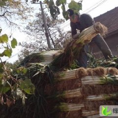 山东昌邑长白大葱：围子大章蔬菜批发市场