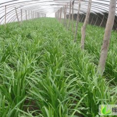 河北乐亭平韭6号韭菜：乐亭县徐辉