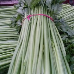 山东东昌府美国西芹：沙镇小张