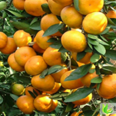 湖北宜都三峡蜜桔，驰名品牌