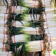 山东滕州铁杆大葱：阳平村龙女士