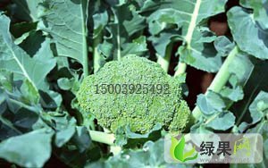 河南浚县西兰花：王庄镇郭胜康